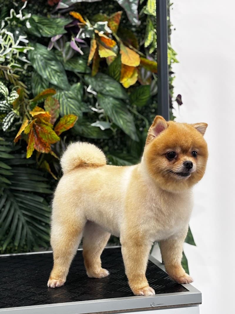 Pati Wash Pet Kuaför — Kağıthane