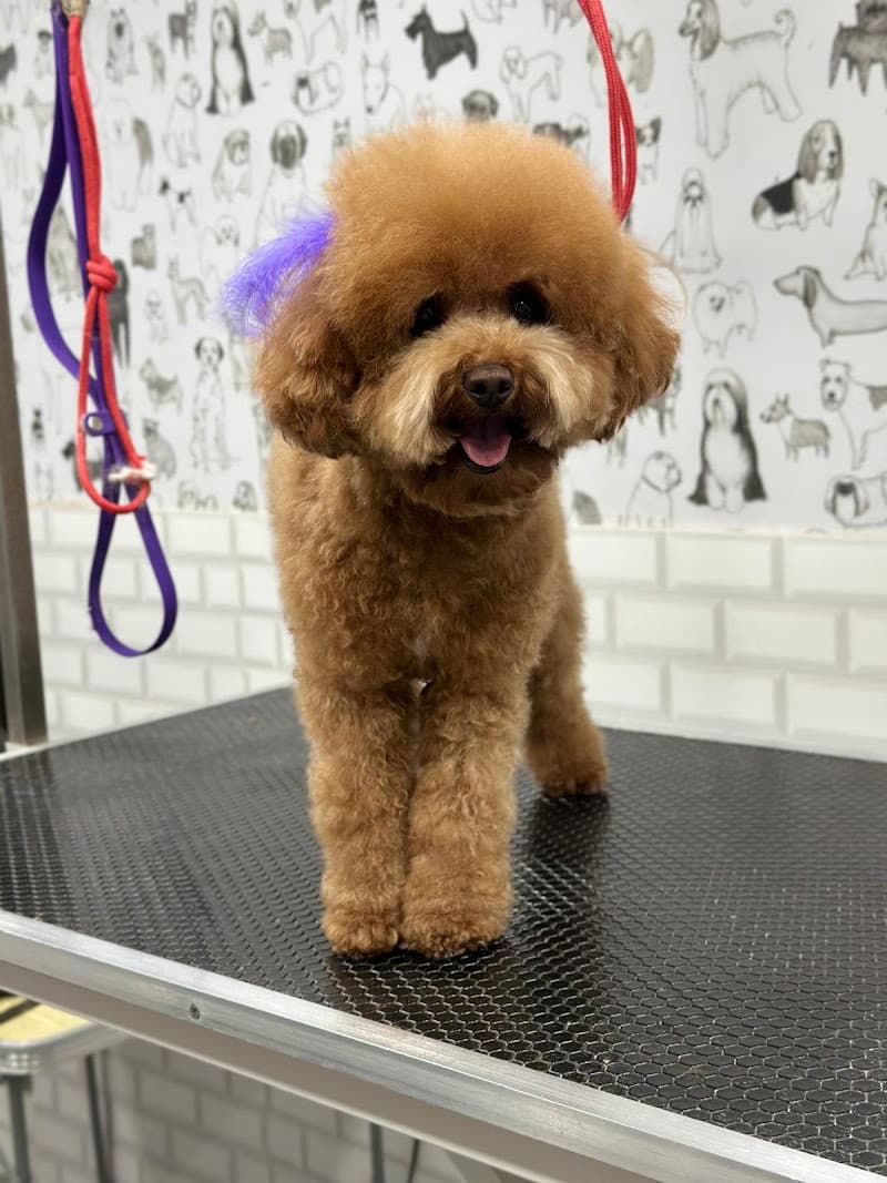 Patiboo Pet Kuaför Petshop — Beylikdüzü
