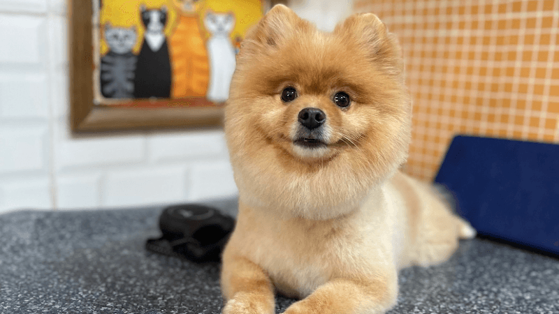 Patice Pet Kuaför - Kedi Köpek Pet Kuaförü — Kadıköy