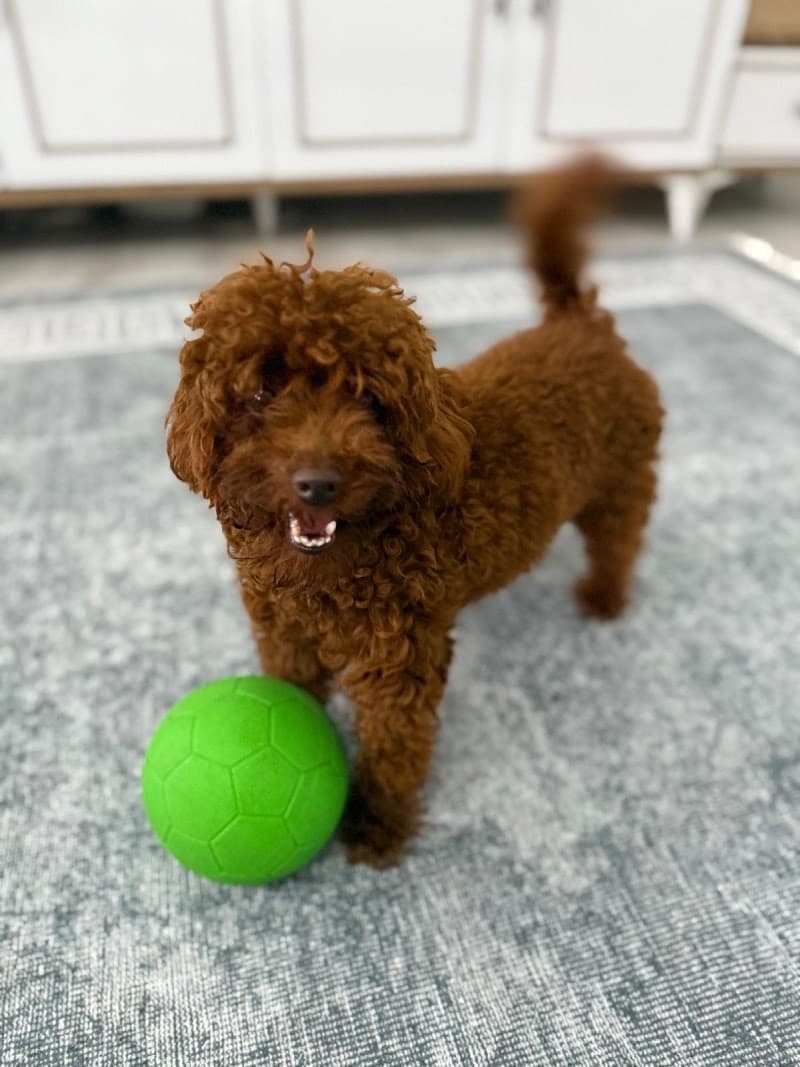 PATİLİ EVİM KÖPEK OTELİ — Sarıyer