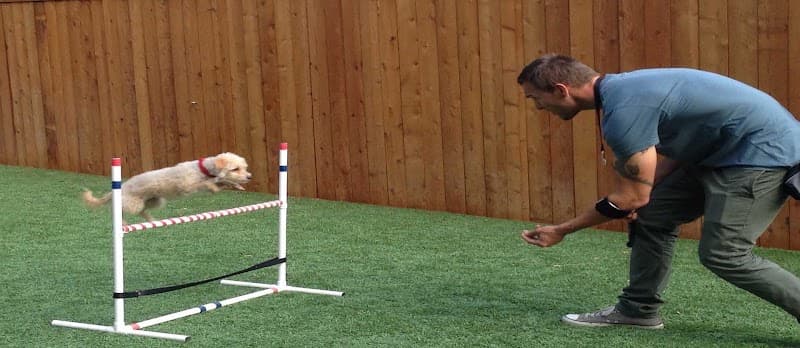 Patilog Köpek Eğitim Merkezi — Silivri