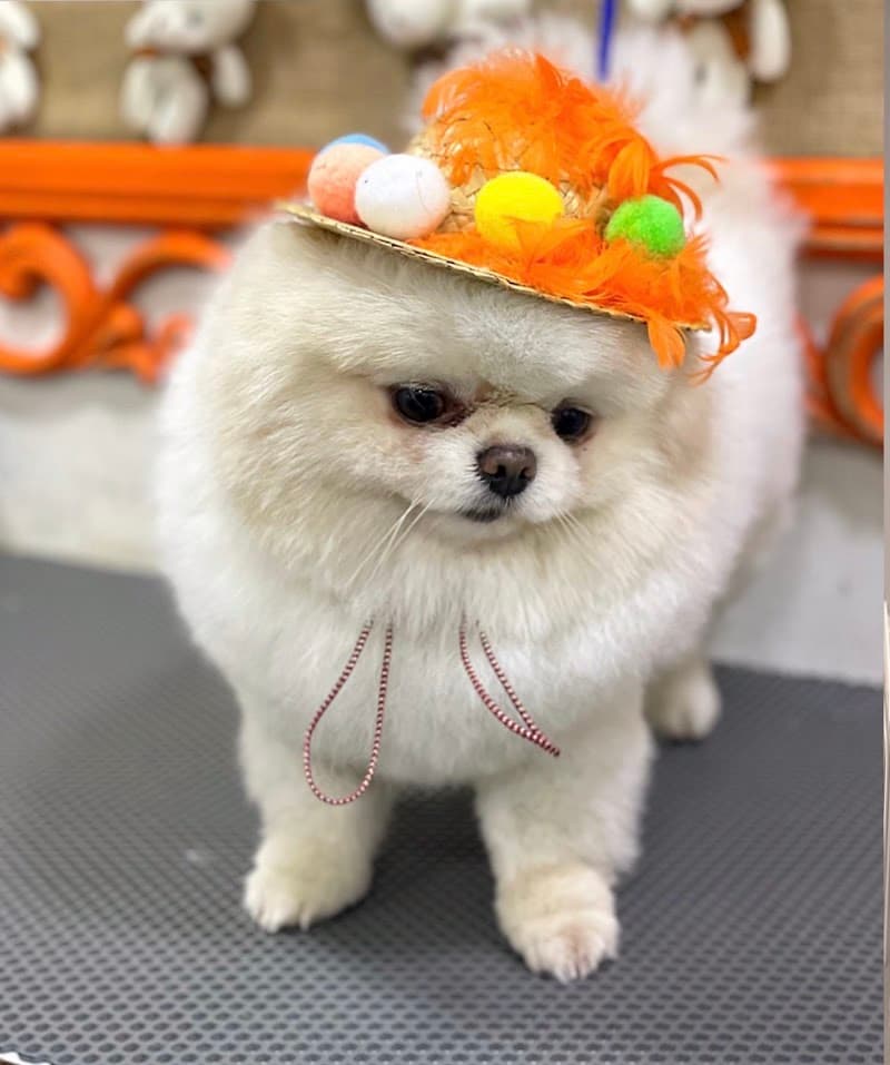 PatiSes Pet Kuaför Grooming & Petshop — Bahçelievler