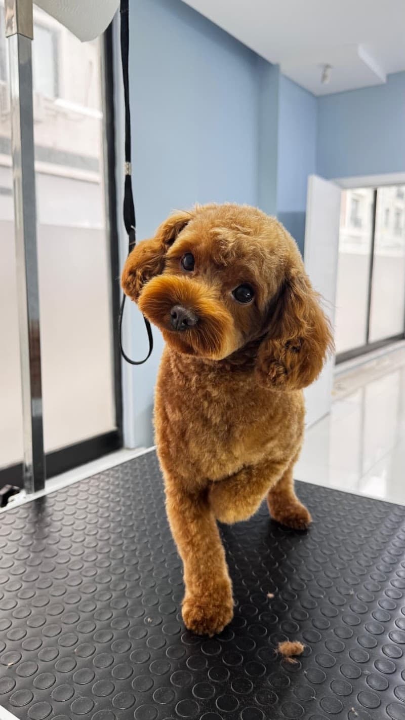 Paw House Pet kuaför - Pet Otel -Grooming — Beylikdüzü