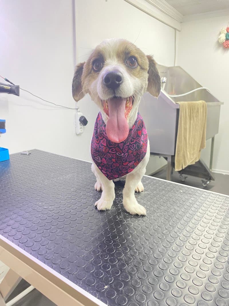 PAW PET SHOP VE PET KUAFÖR — Çekmeköy