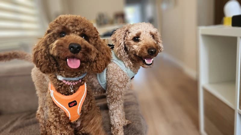 Pawist Pet Oteli ve Kreşi - Kedi Köpek Oteli ve Pansiyonu — Kadıköy
