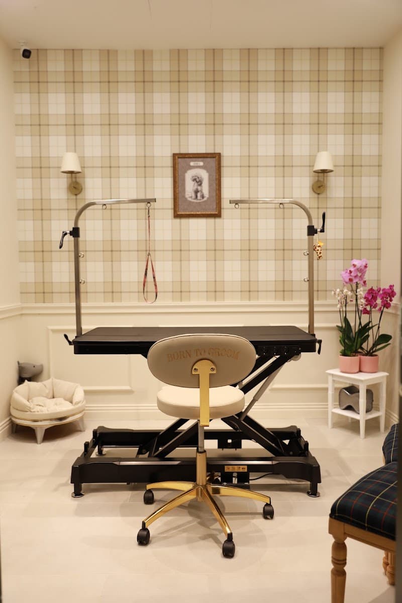 Pawofdog House Grooming ✦ Spa ✦ Drink ✦ Boutique ✦ Studio — Tuzla