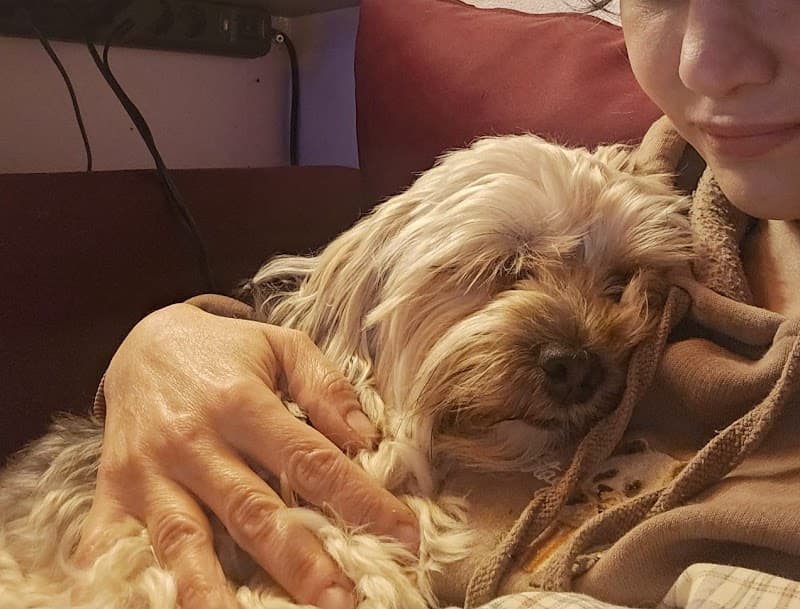 Pembe Köpek Evi | Köpek Oteli — Pendik