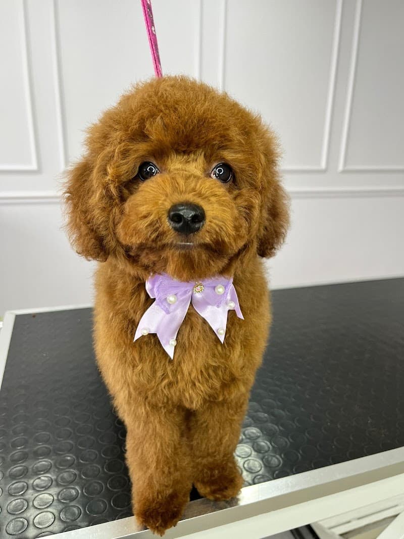 Perla pet kuaförü 2 — Çekmeköy