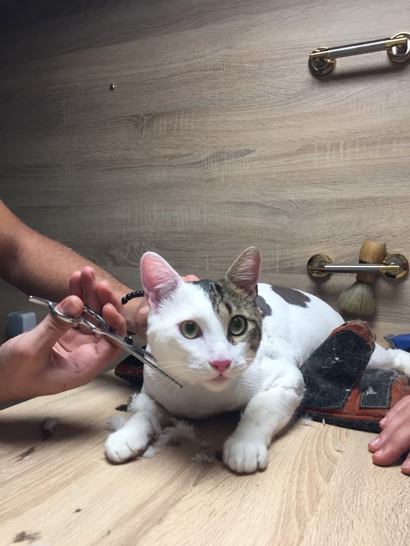 Pet Cleaneer - Gezici Pet Kuaför — Ümraniye