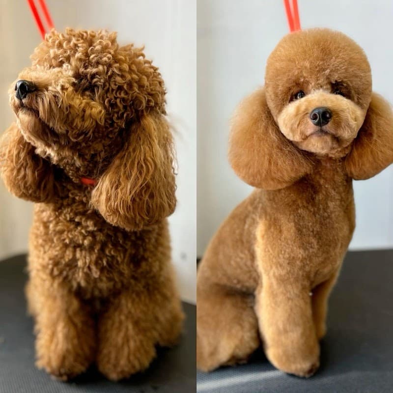Pet friends pet kuaför — Bayrampaşa