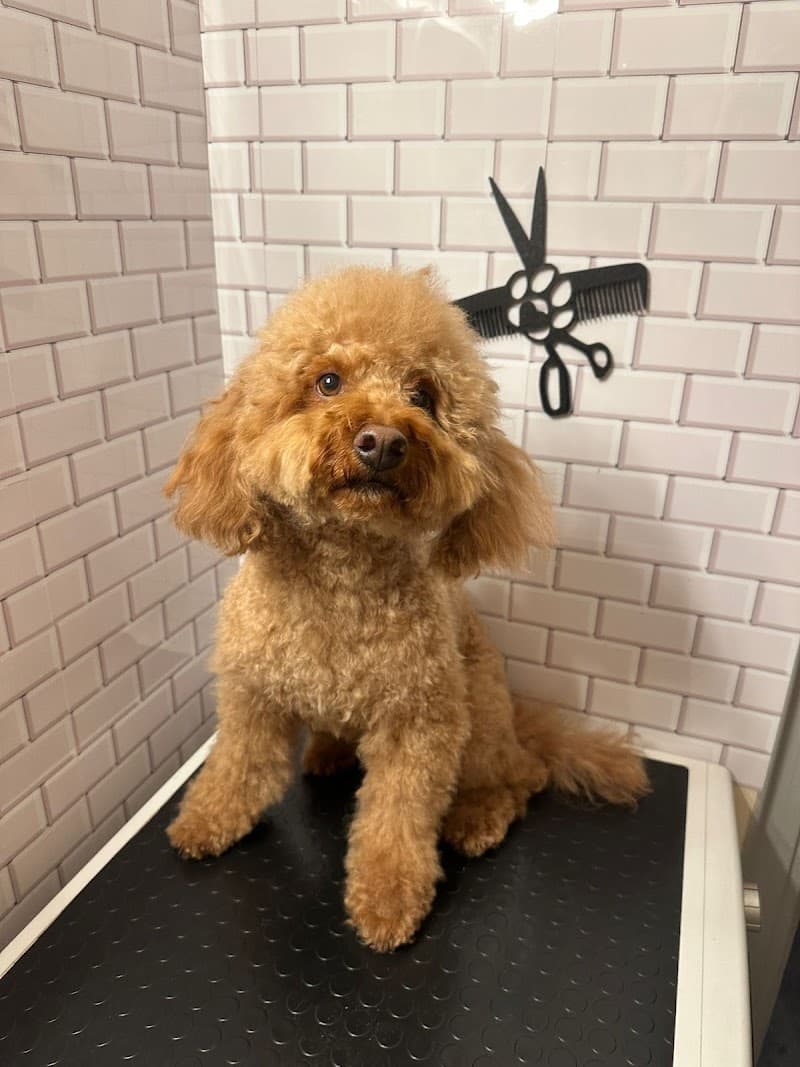 Pet Glow - Pet Kuaförü — Şişli