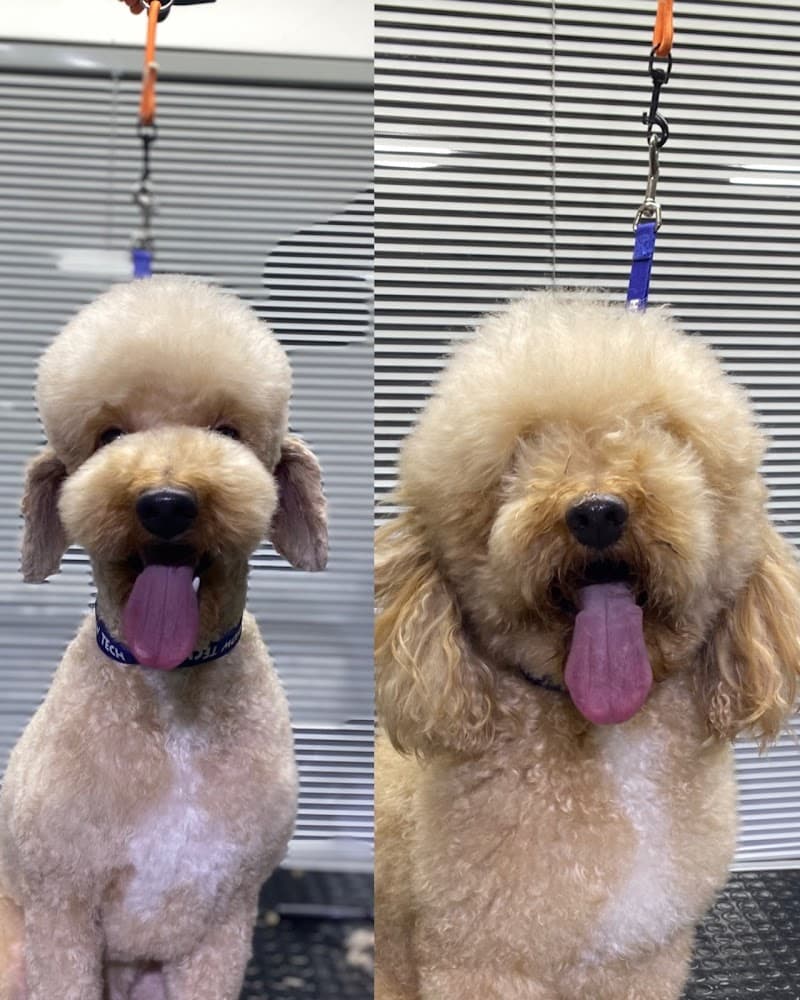 Pet kuaför AVM — Beylikdüzü