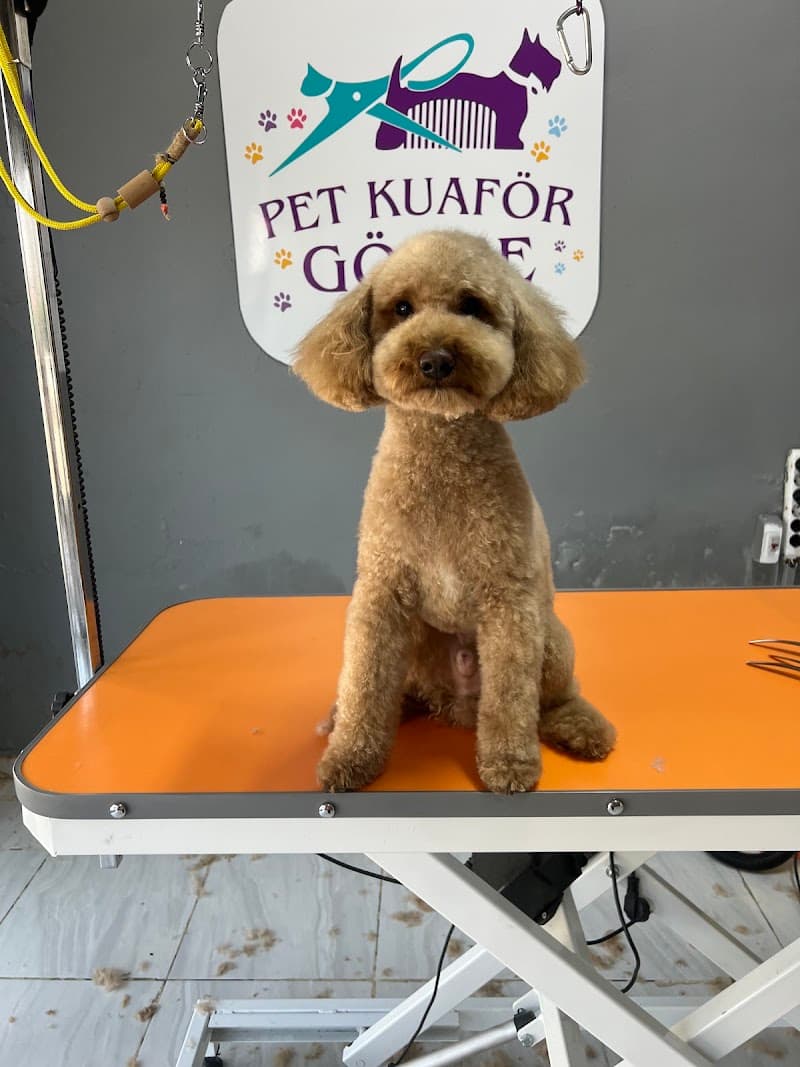 Pet Kuaför GÖKÇE — Maltepe