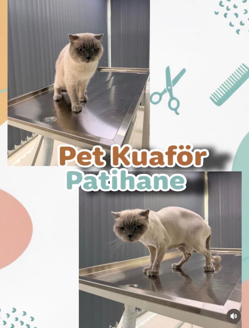 Pet Kuaför Patihane — Esenyurt