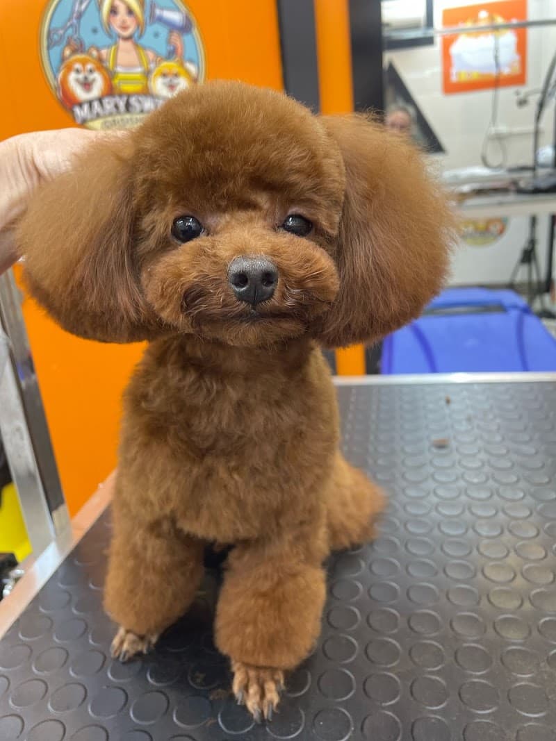 Pet Kuaför | Pet Shop | Çalışma Atölyesi | Mary Sweet Grooming & Spa — Ataşehir