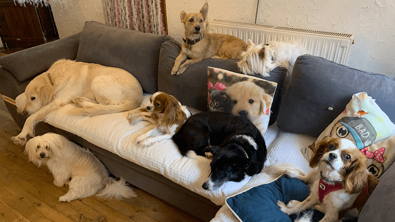 Pet Palas Köpek Oteli — Beşiktaş