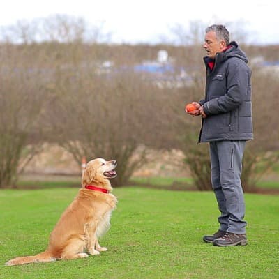 Pet Services İş ve Spor Köpekleri Eğitim Merkezi — Beykoz