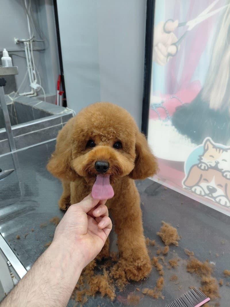 Pet Style Kuaför — Fatih