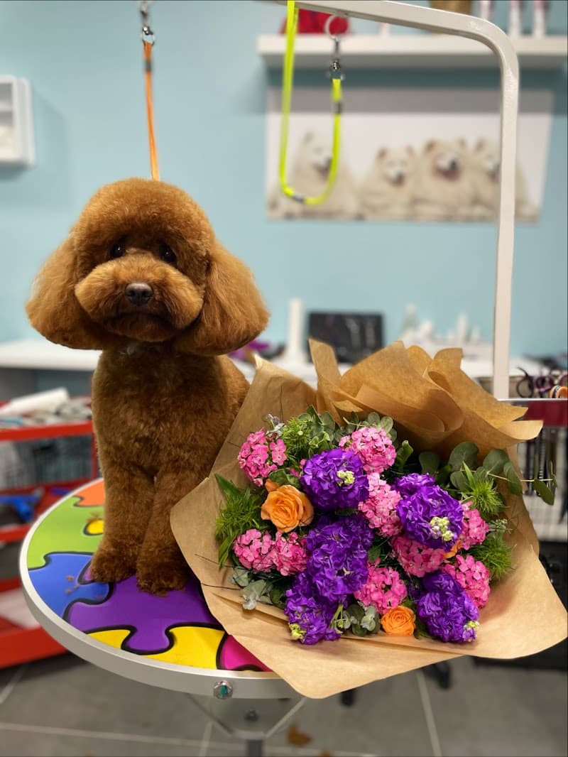 Pet Stylist Aylin Bozkurt/PET KUAFÖR — Çekmeköy