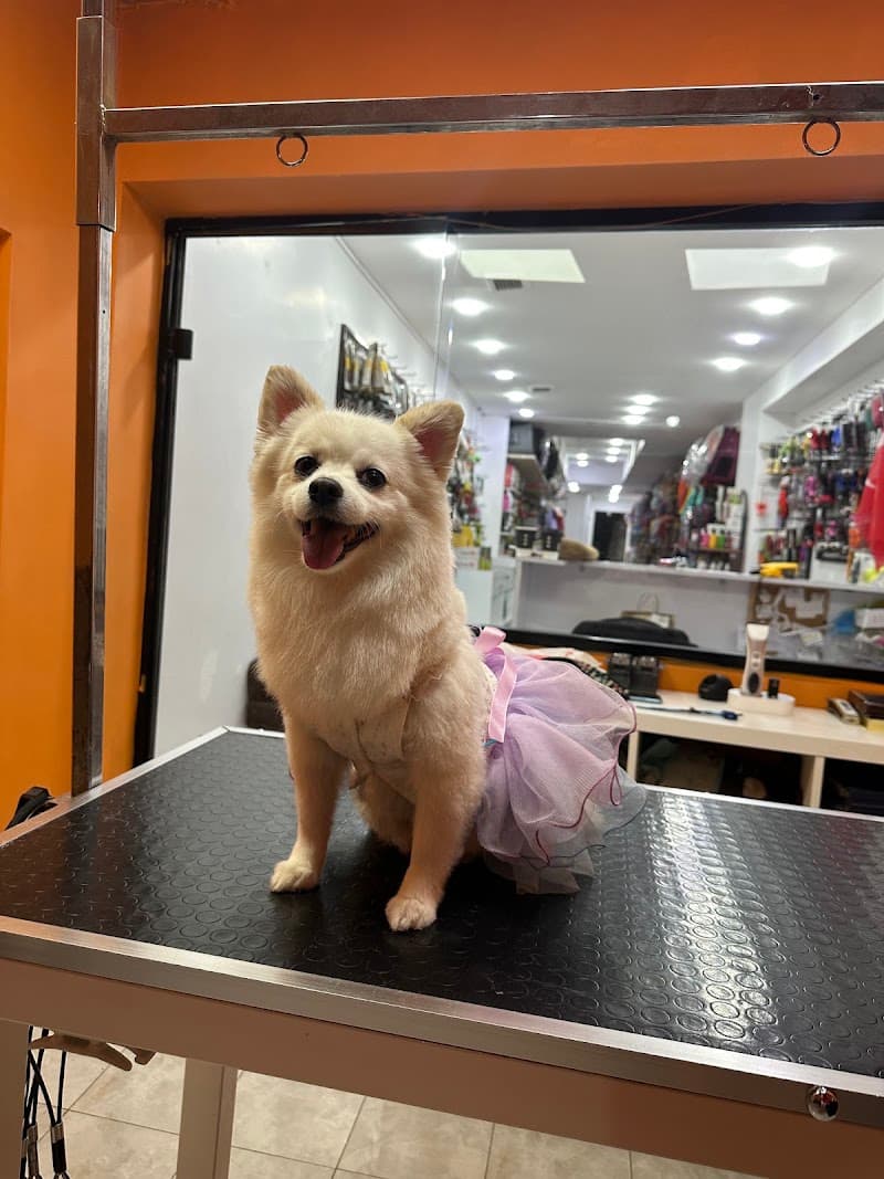 Petaverse Dog Grooming & Shop ŞİŞLİ NİŞANTAŞI PET KUAFÖR — Şişli