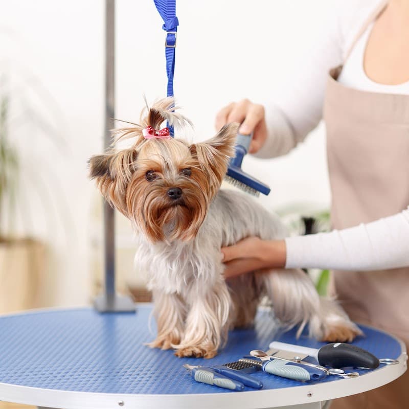 Petcanlar | Pet Kuaför | Pet Shop | Kedi - Köpek Ürünleri — Üsküdar