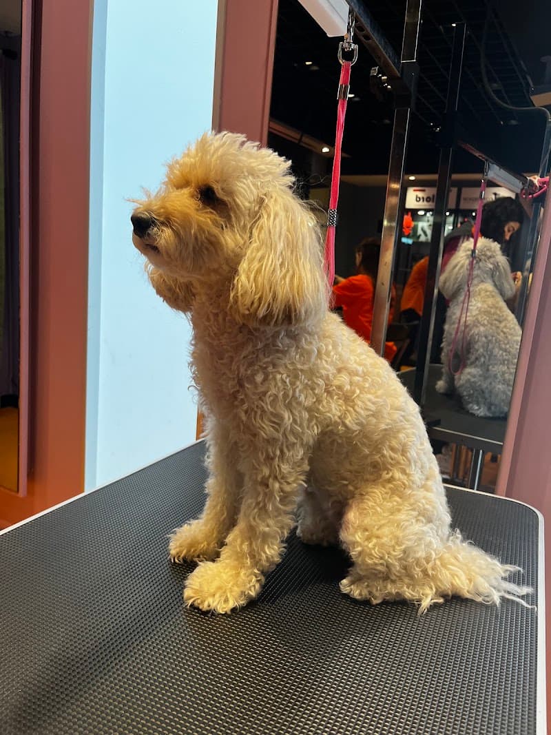 PetFellas Pet Otel — Sarıyer