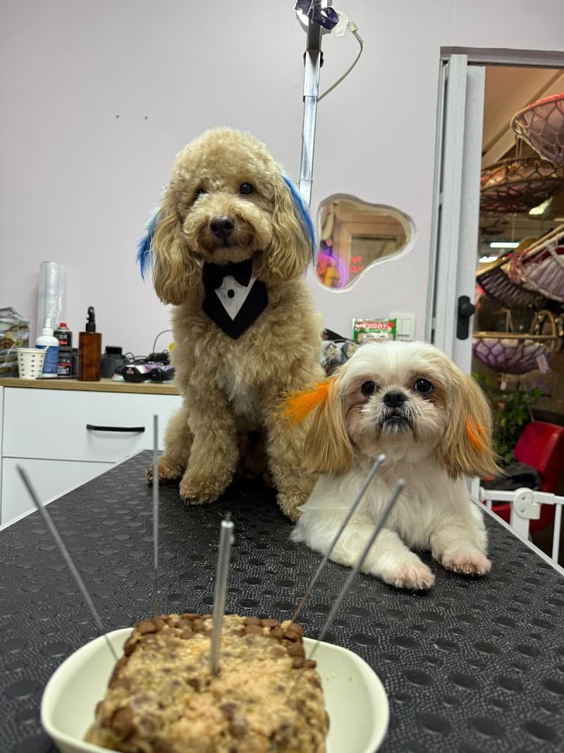 Peti Paws | Pet Kuaför — Kadıköy