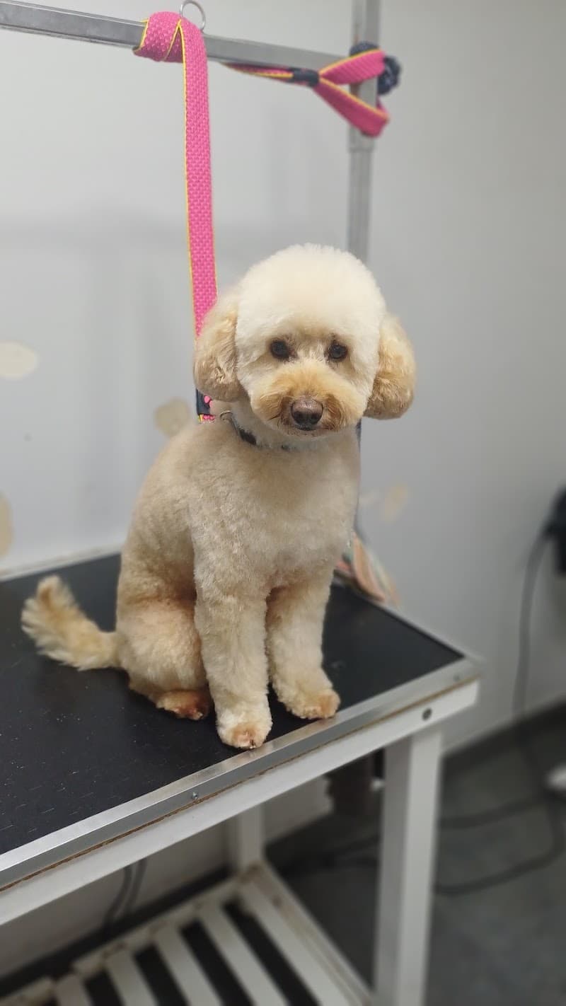 Petico PET KUAFÖR — Üsküdar
