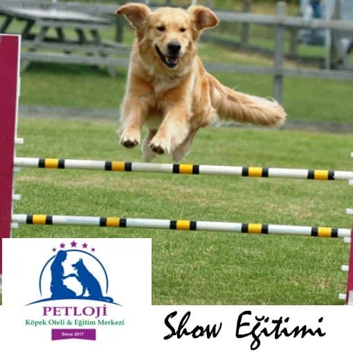 PETLOJİ - Köpek Eğitim Merkezi & Köpek Oteli — Çatalca