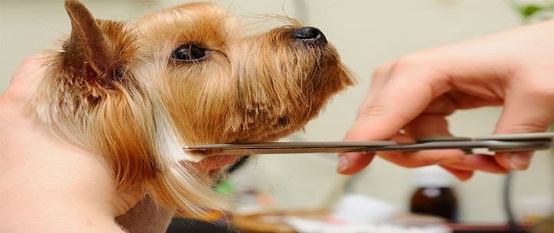 Pets Kuaför Sedat | Kadıköy Şubesi — Kadıköy
