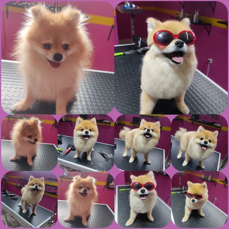 PETSHOP VE PET KUAFÖR AVM — Büyükçekmece
