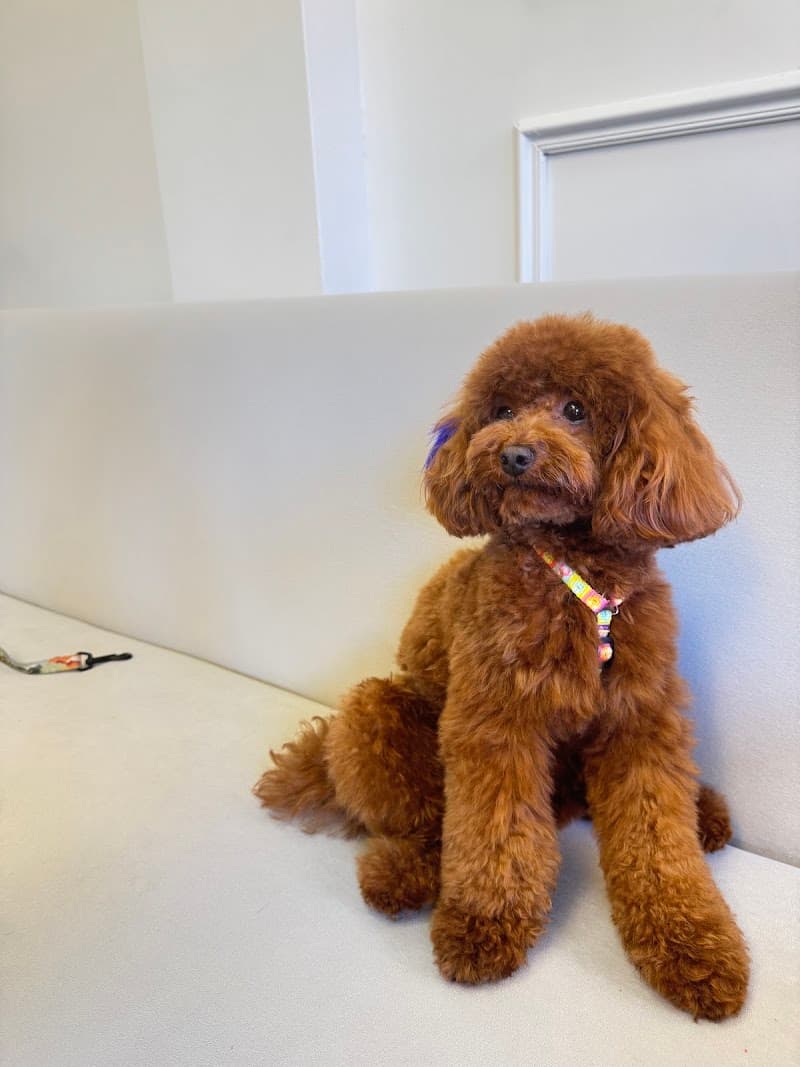 Petstylist | Pet Grooming & Academy — Kadıköy