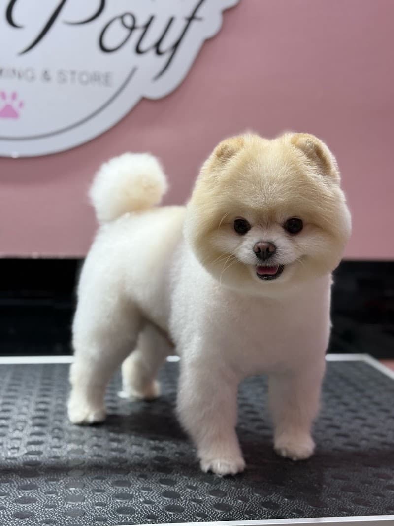 Pink Pouf Pet Kuaför — Esenyurt