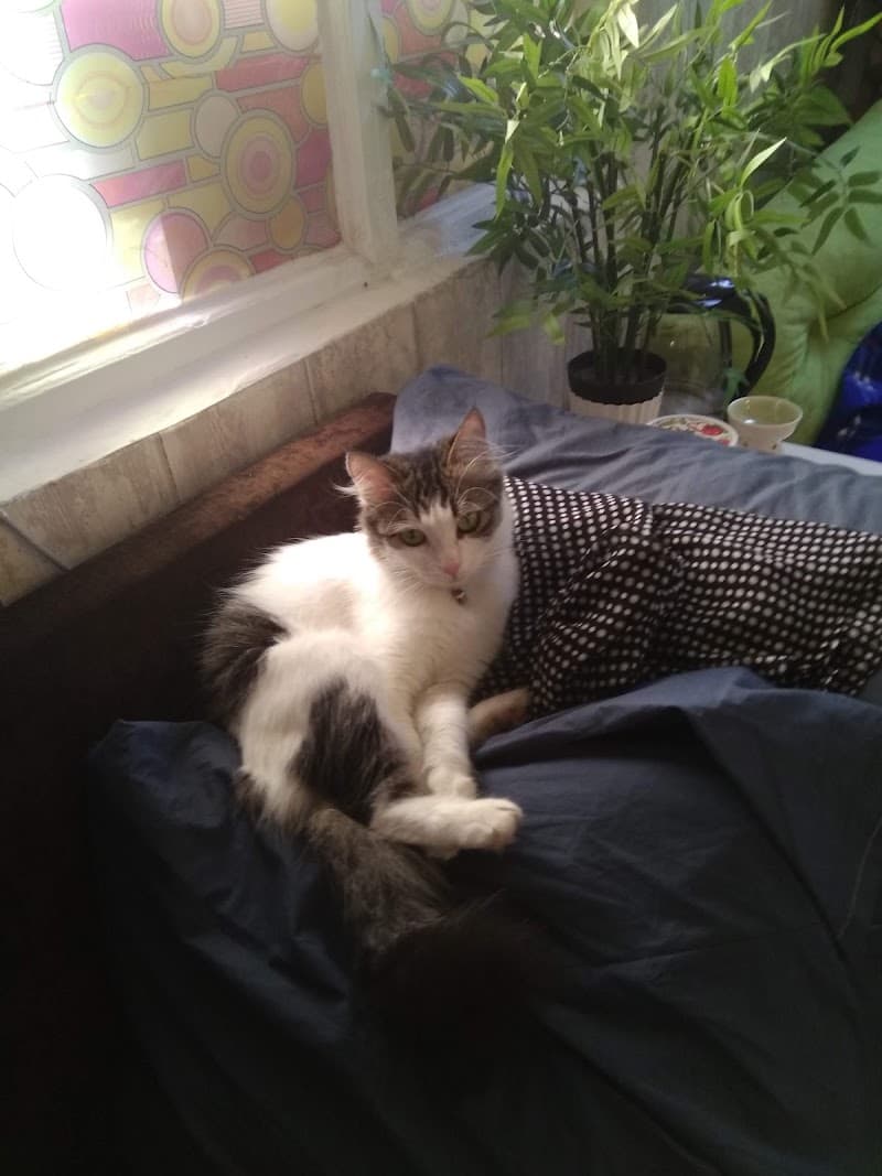 pisipalas kedi pansiyonu — Kadıköy