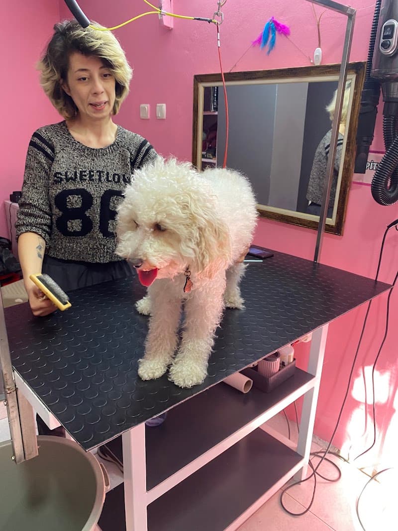 Pitpit Pet Kuaför — Beykoz