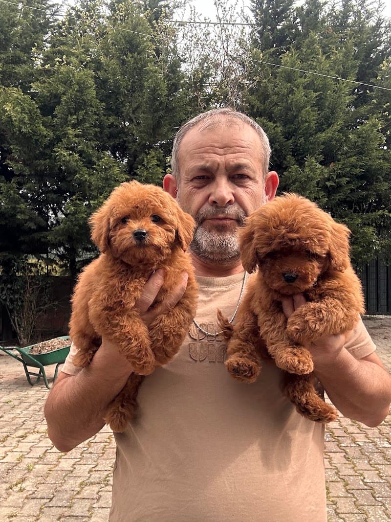 Poodle farm köpek çiftliği — Çatalca
