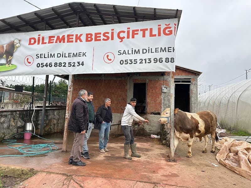 Pozitif Köpek Eğitim Merkezi — Sultanbeyli