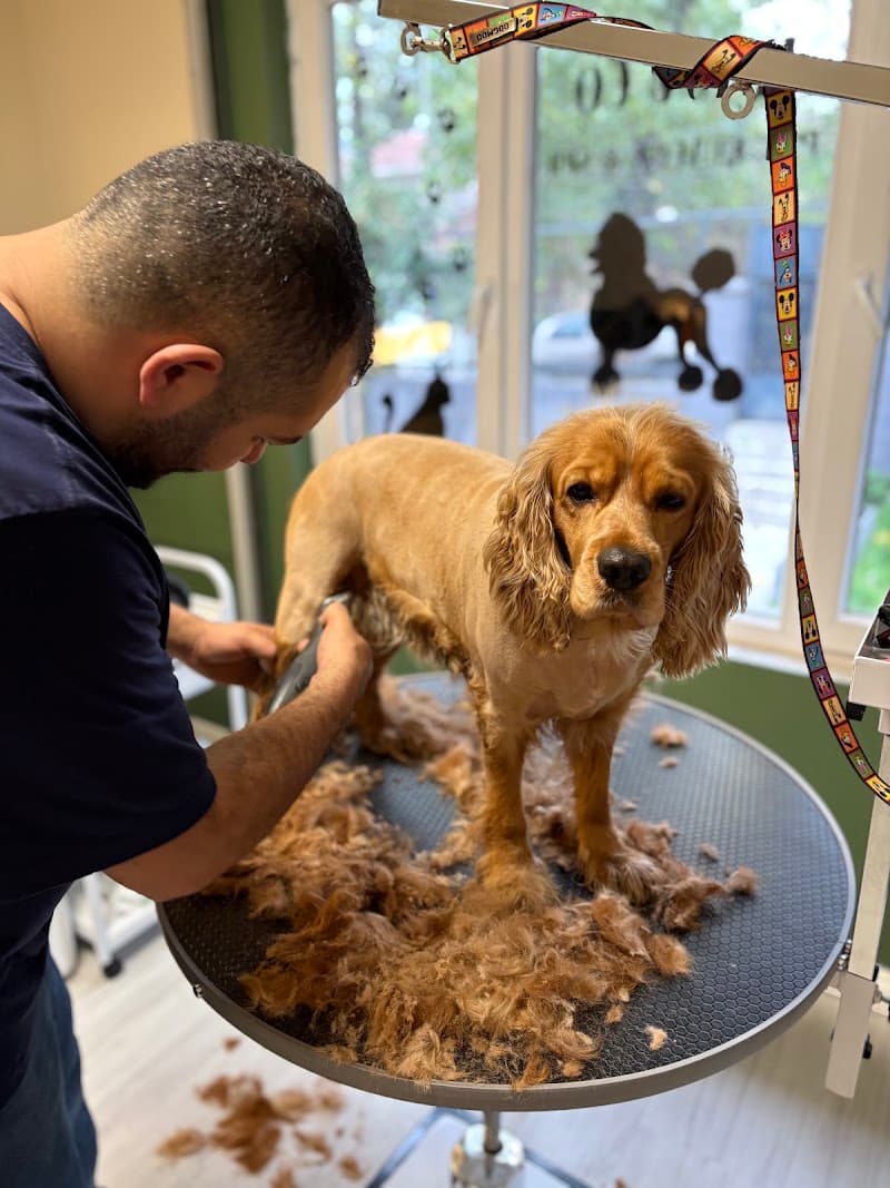 Rajuco Pet Kuaför&Spa — Şişli