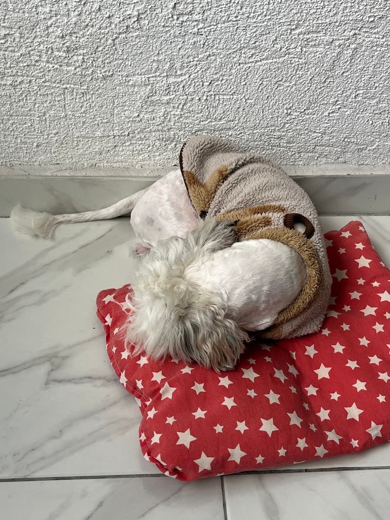 SAN Pet Styling Salon - Pet Kuaför — Tuzla