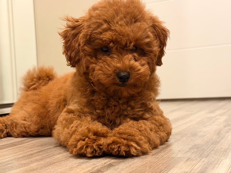 Semerline Kennel Köpek Çiftliği — Çatalca