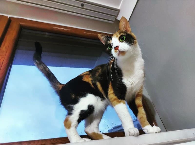 Sevinç Kedi Oteli — Ataşehir