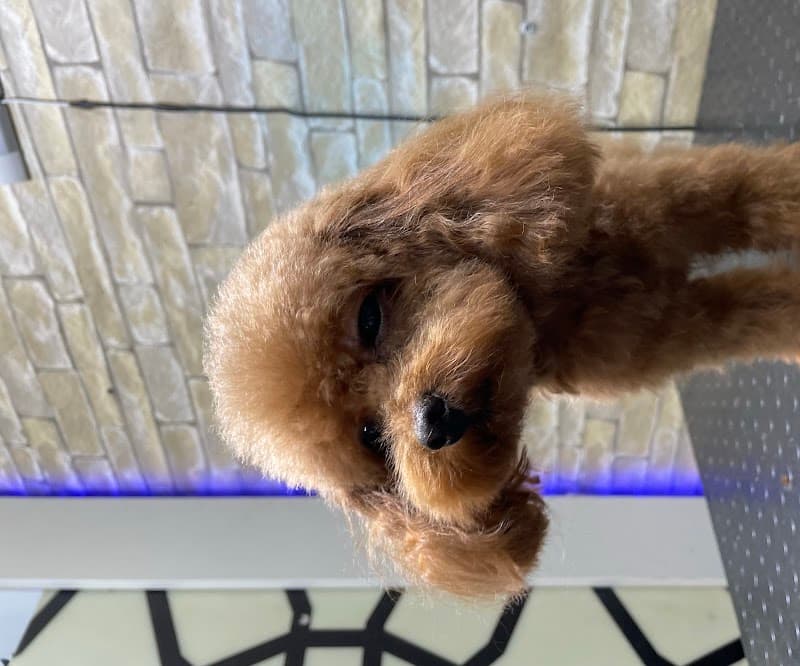 Shila pet ve Pet Kuaför — Maltepe