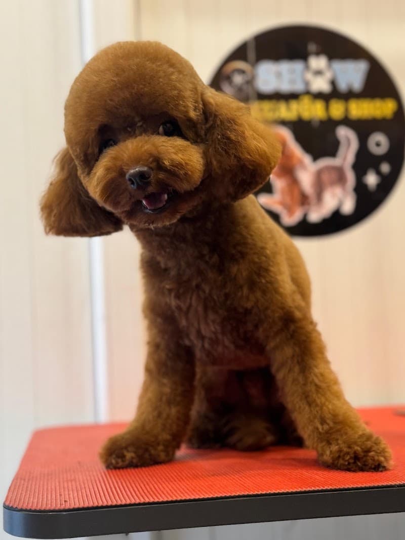 SHOW PET KUAFÖR | Anestezisiz Kedi ve Köpek traşı | — Avcılar