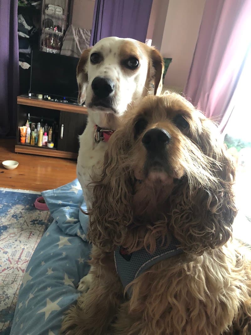 Silivri köpek oteli ( Patili dostlar oteli) — Silivri