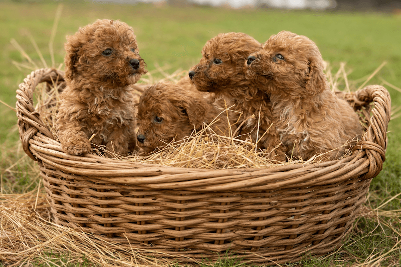 Silivri Poodle Çiftliği — Çatalca