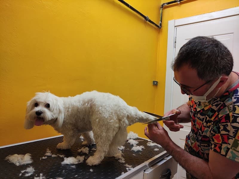Snoopy Pet Kuaförü — Şişli