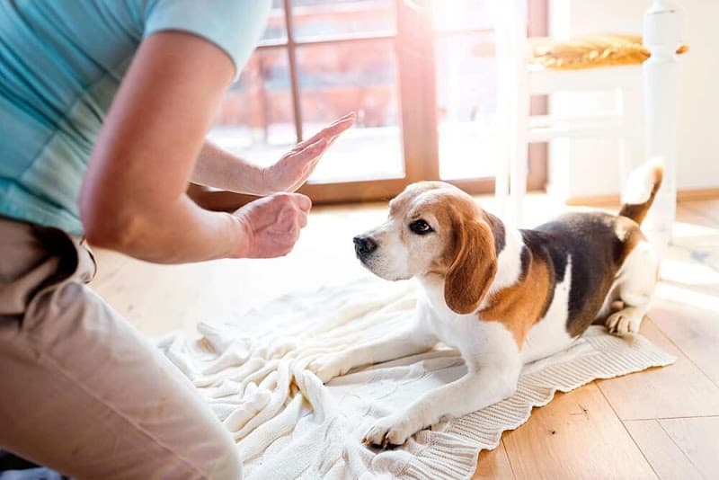 tahahan KÖPEK EĞİTİMİ evcil pet kuaförü EVCİL PET OTELİ İstanbul — Avcılar