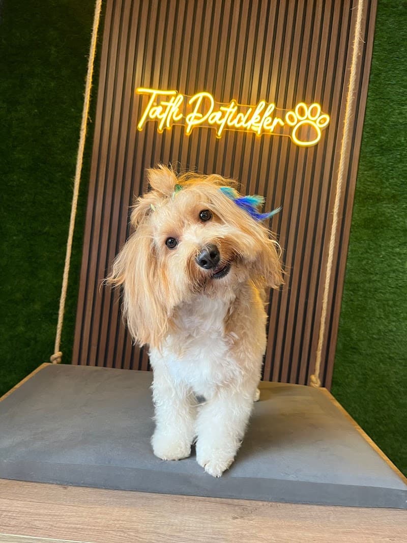 tatlı paticikler pet kuaför — Ataşehir
