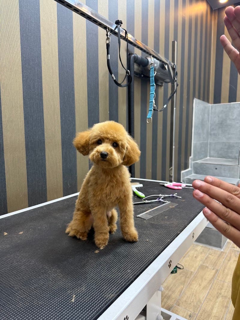 Teddy Pet Kuaför Atakent Petshop & Spa Halkalı İstanbul — Başakşehir