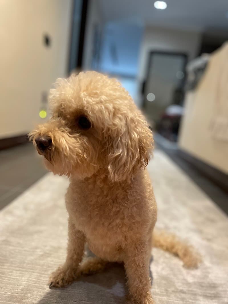 THE BARKERY Pet kuaför ve bakım merkezi — Bakırköy